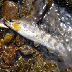 尺イワナ連続ゲット！